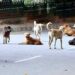 Stray dog menace escalates, HMT Rose Avenue residents fear for safety