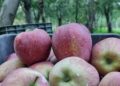 Kashmir fruit growers alarmed by sudden apple price crash