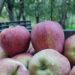 Kashmir fruit growers alarmed by sudden apple price crash
