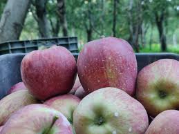 Kashmir fruit growers alarmed by sudden apple price crash