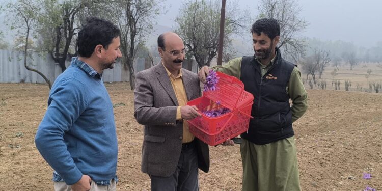 Director Agriculture visits Saffron areas of Pampore