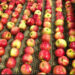 Climate change leads to decline in apple production for second year in Kashmir