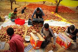 Tral residents demand proper fruit mandi at Nowdal Tral