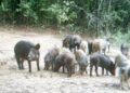 Wildlife department clarifies on video clip showing wild boars roaming on boulevard & peripheries