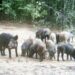 Wildlife department clarifies on video clip showing wild boars roaming on boulevard & peripheries