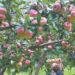 Warm, dry spell hits fruit quality in Kashmir; growers concerned