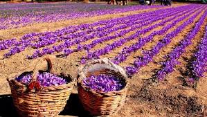 Continuous dry spell likely to impact saffron production this year