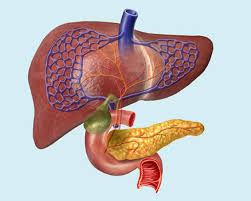 JAKASI organized HPB Colloquium to showcases Advancements in Hepatopancreaticobiliary Surgery