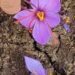 Meet a man who grows saffron from household waste