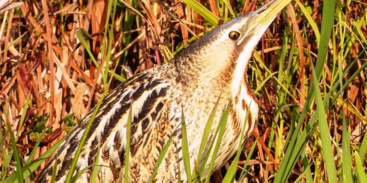 Arrival of Migratory Birds at Wular Lake: Sighting of Rare Bird