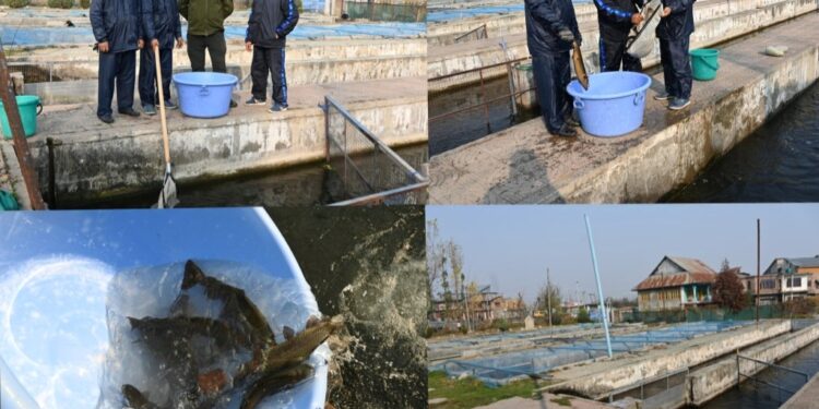 World Fisheries Day: Kulgam District awarded Best District in Fisheries (UTs) by Ministry of Fisheries