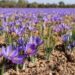 Amid bloom, Pampore’s saffron fields draw huge crowd of tourists