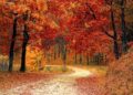 Autumn makes Kashmir more attractive
