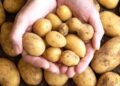 Kufri Sona, Goruv potatoes bring cheer among farmers in Dachnoo Hirpora