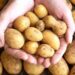 Kufri Sona, Goruv potatoes bring cheer among farmers in Dachnoo Hirpora