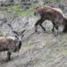 In rare appearance, Markhor spotted, rescued in Bla village