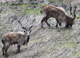 In rare appearance, Markhor spotted, rescued in Bla village