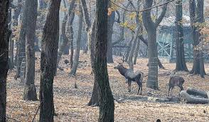 J&K gets Rs 69.58 lakh for development of wildlife habitats in 2023-24