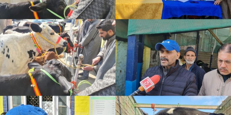 Dairy cows distributed among beneficiaries under ABDP in Anantnag