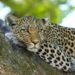 Boniyar: 3 dozen sheep mauled in leopard attack, 4 injured