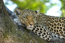 Boniyar: 3 dozen sheep mauled in leopard attack, 4 injured