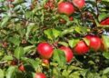Pulwama’s Litter tehsil emerges as hub for high-density apple varieties