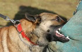 Budgam: 17 injured, one critical in stray dogs attack