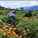Nearly 90 Pc commercial growers registered with Floriculture Deptt ‘eludes’ business in JK