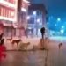 Man climbs car stopper pole to escape stray dogs in Sgr, video goes viral