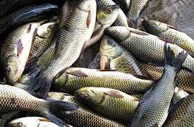 Chattabal residents demand shifting of fish market