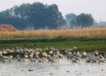 Asian Water bird census to be conducted across 25 Wetlands in Kashmir