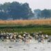 Asian Water bird census to be conducted across 25 Wetlands in Kashmir
