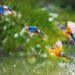 World Wetlands Day: DoWP J&K to host bird photography competition