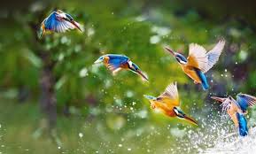 World Wetlands Day: DoWP J&K to host bird photography competition