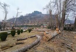 Felling of Chinar trees in Anantnag sparks outrage; flori dept says only authorised pruning done for ‘public safety’