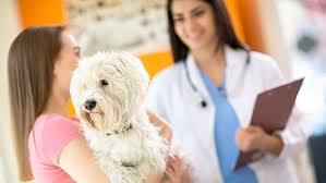 Deworming, vaccination, proper hygiene key to risk-free pet-human bond: Expert