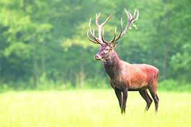 Maiden research reveals stress phases in critically endangered Kashmir Hangul