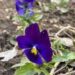 Prolonged dry spell, early temperature rise may lead to early flowering, impact fruit yield: Experts