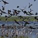 J&K wetland mapping on, will be completed by March end: Forest Minister