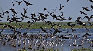 J&K wetland mapping on, will be completed by March end: Forest Minister