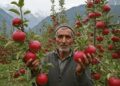 In 2 years, J&K exports 508.29 MTs of fruit, generates Rs 2806.22 crore  