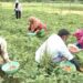 Anantnag leads as J&K’s horticulture expands to 3.44 lakh hectares
