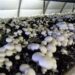 7,800 growers engaged in mushroom production in J&K