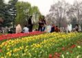 Tulip Garden witnesses huge rush, 17.2k Tourists visit Garden on inaugural day