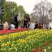 Tulip Garden witnesses huge rush, 17.2k Tourists visit Garden on inaugural day