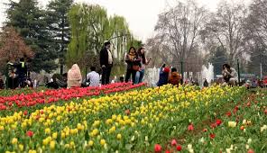 Tulip Garden witnesses huge rush, 17.2k Tourists visit Garden on inaugural day