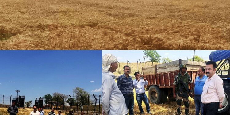 Bumper Wheat harvest begins along Zero Line in Hiranagar Sector