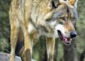 Four Indian Grey Wolves trans-located from Gujarat to Jambu Zoo