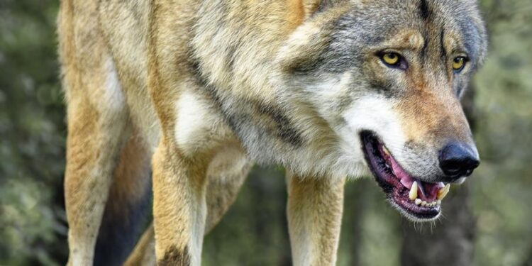 Four Indian Grey Wolves trans-located from Gujarat to Jambu Zoo