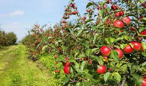 Kashmir’s apple farmers continue to choose high-density orchards for increased returns